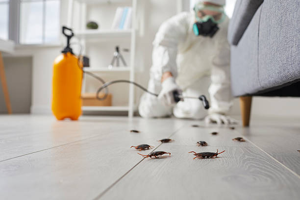 Commercial Rodent Management in Valley Springs